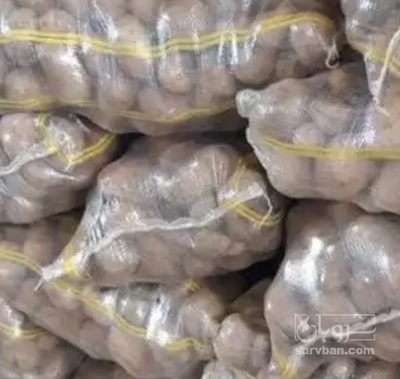 فروش سیب زمینی اگریا بذری