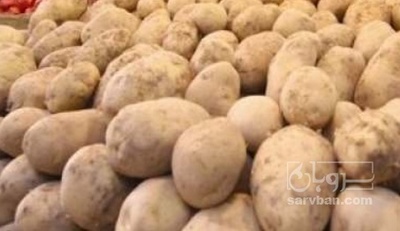 فروش سیب زمینی جلی بذری