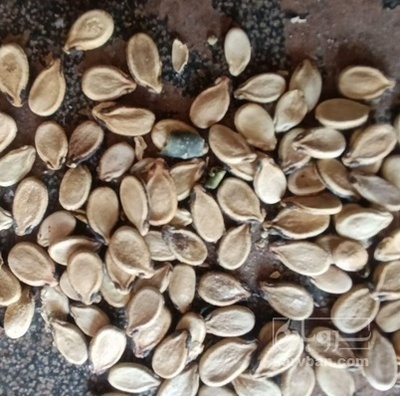 فروش تخمه هندوانه بو داده