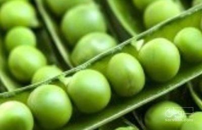 فروش نخود فرنگی