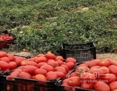 فروش گوجه فرنگی