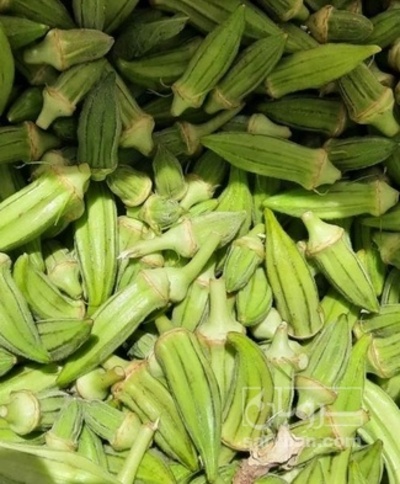 فروش بامیه