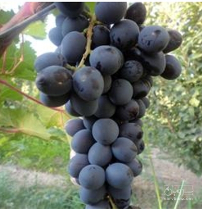 فروش انگورسیاه