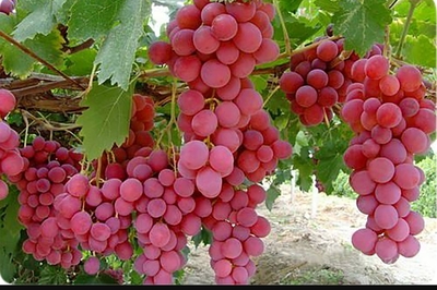 فروش انگوریاقوتی