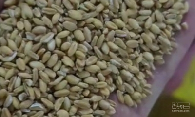 فروش گندم دیم