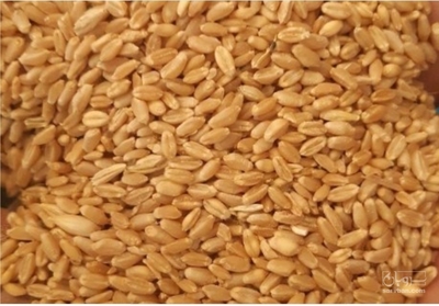 فروش گندم دیم