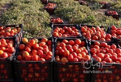 فروش گوجه فرنگی