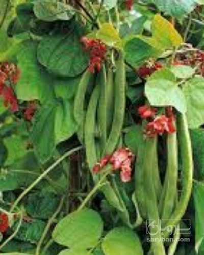 فروش لوبیا قرمز