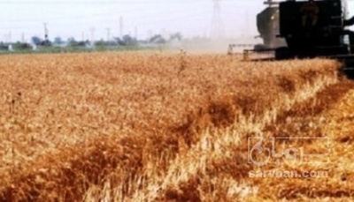 فروش گندم