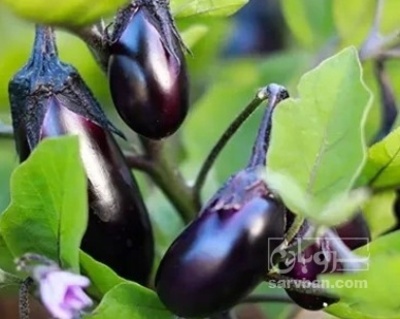 فروش بادمجان