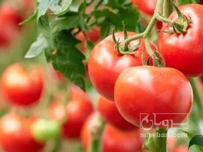 فروش گوجه فرنگی