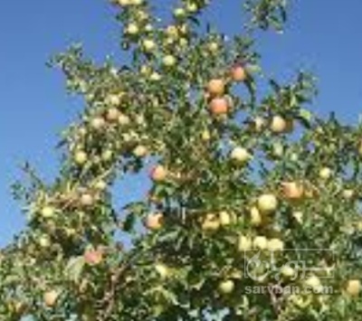 فروش سیب گلاب مدل 4