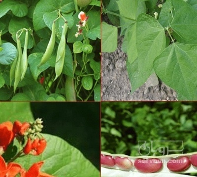 فروش لوبیا قرمز