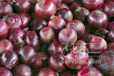 فروش پیازقرمز
