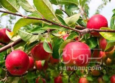 فروش سیب قرمز