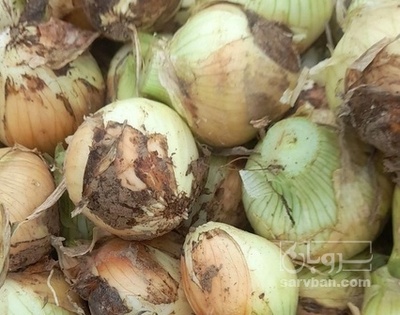 فروش پیاززرد