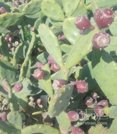 فروش میوه کاکتوس (دراگون فروت)