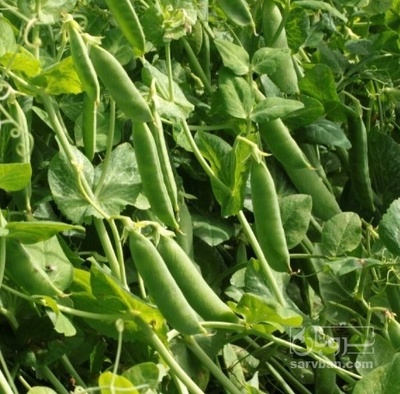 فروش نخود فرنگی