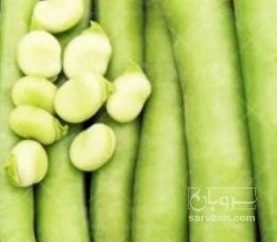 فروش باقلا تازه - باقالی - باقالا