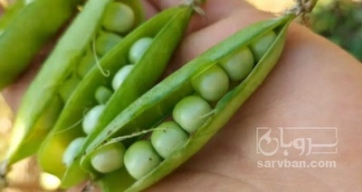 فروش نخود فرنگی