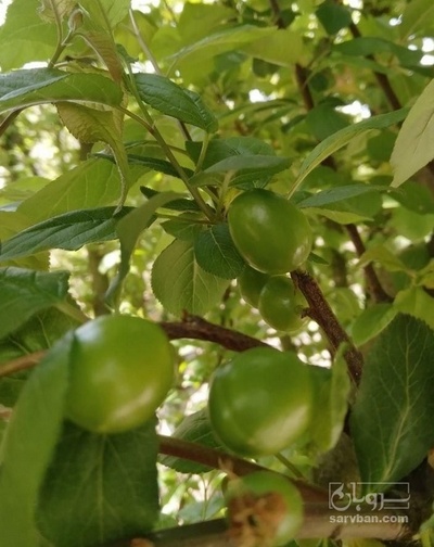 فروش گوجه سبز