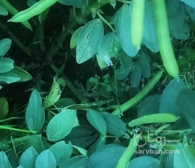 فروش باقلا تازه - باقالی - باقالا