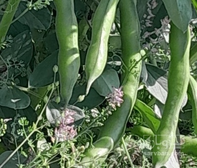 فروش باقلا تازه - باقالی - باقالا