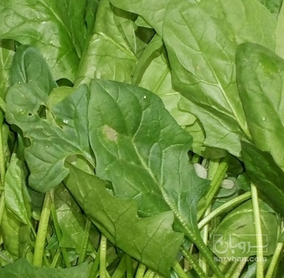 فروش اسفناج