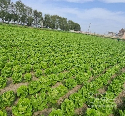 فروش کاهو ایرانی - رومانو