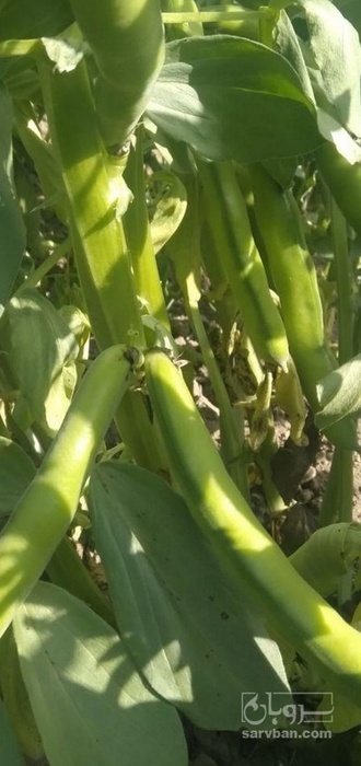 فروش باقلا تازه - باقالی - باقالا