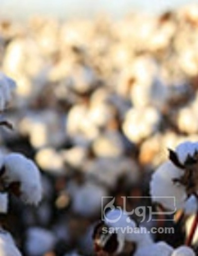 فروش پنبه