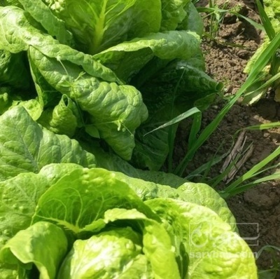 فروش کاهو ایرانی - رومانو