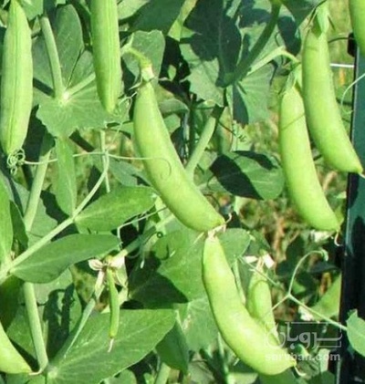 فروش نخود فرنگی