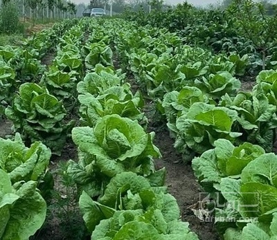 فروش کاهو ایرانی - رومانو