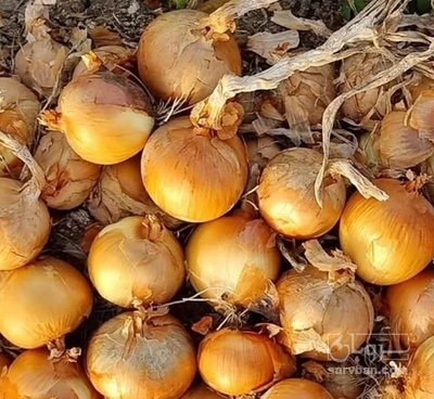 فروش پیاز زرد