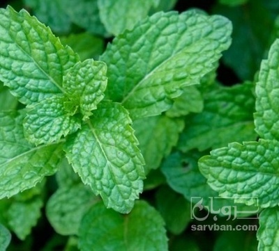 فروش نعناع