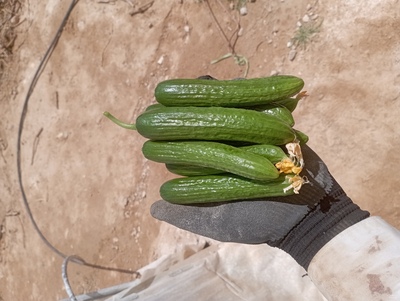 فروش خیار گلخانه ای