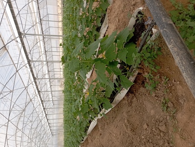 فروش خیار گلخانه ای 2