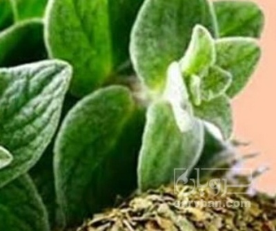 فروش پونه (گیاه‌ دارویی)