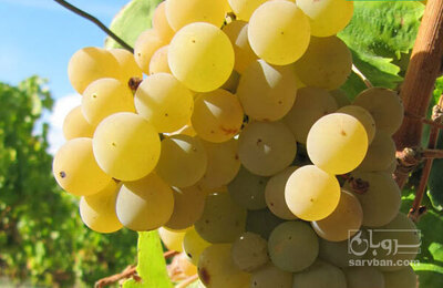 فروش انگور فخری