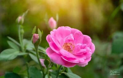 فروش گل محمدی (گیاه‌ دارویی)