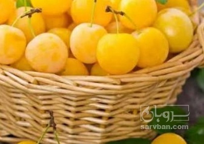 فروش آلو