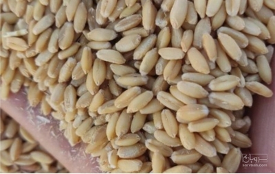فروش گندم دیم