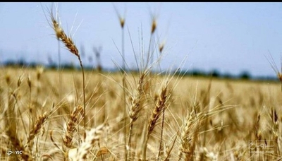 فروش گندم دیم