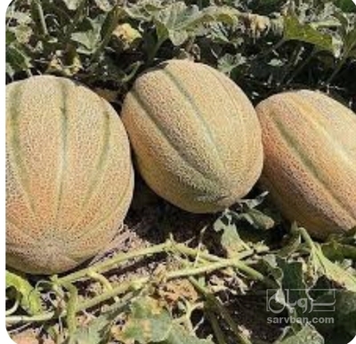 فروش خربزه جانا