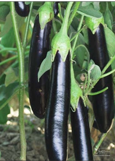 فروش بادمجان قلمی