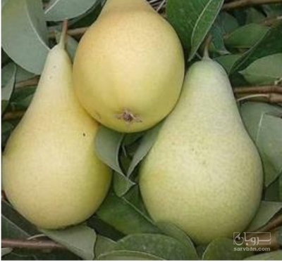 فروش گلابی
