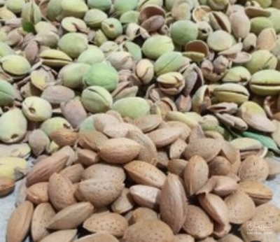 فروش بادام سنگی