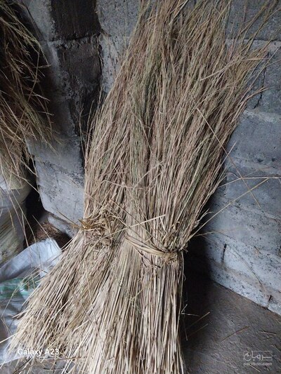 فروش کاه و کلش برنج