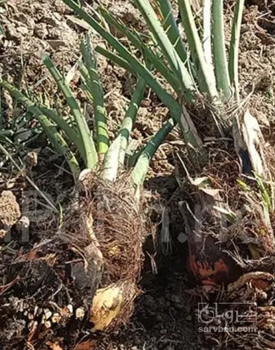 فروش  نهال خرماپیارم